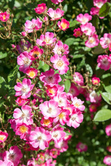 bush with pink dog roses, white middle.