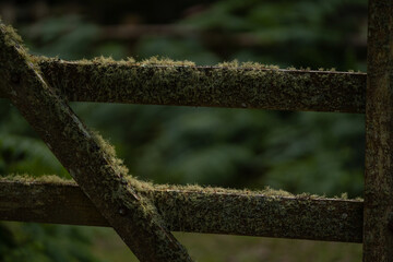 Fototapeta premium Evernia prunastri grown on a wooden fence. Oak lichen covering the wooden planks
