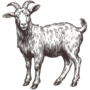 A detailed hand-drawn illustration of a goat in a standing pose.