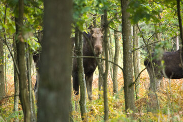 Moose standing in the Forest at autumn time. Alces alces.