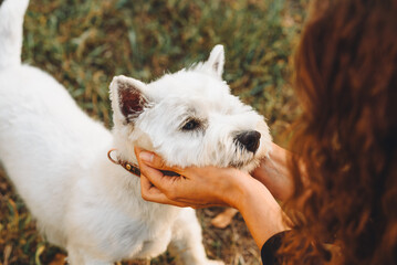 small west highland white terrier dog playing with owner in park outdoors in sunny day, golden...