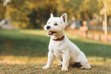 small west highland white terrier dog standing in park outdoors in sunny day, golden fall, autumn leaves, dogwalking concept