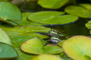 Heads of two green frogs in the water between water lilies with focus on the closest