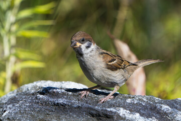 Tree sparrow bird standing on a rock with vegetation in the blurred background