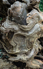 Bark old wild ecosystem cosmos background weathered wood