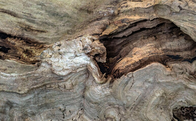 Bark old wild ecosystem cosmos background weathered wood