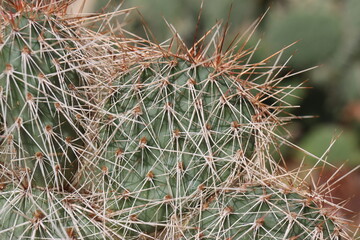 kaktus opuncja Opuntia polyacantha var. hystricina Hagen 