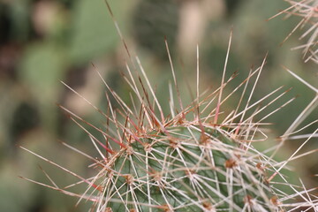 kaktus opuncja Opuntia polyacantha var. hystricina Hagen 
