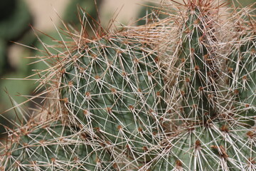 kaktus opuncja Opuntia polyacantha var. hystricina Hagen 