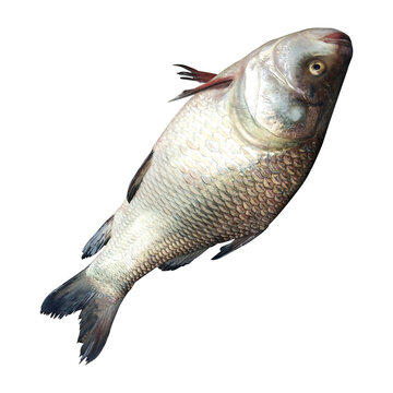 Freshwater Catla Fish Stock Photos
