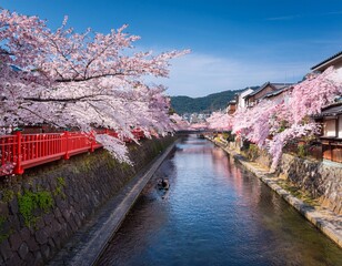 Cherry Blossoms in Full Bloom Along a River in Kyoto, Japan