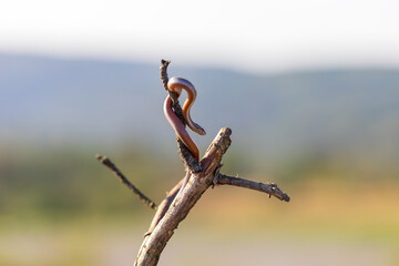 Beautiful little snake Collared snake - Natrix natrix. Wild photo