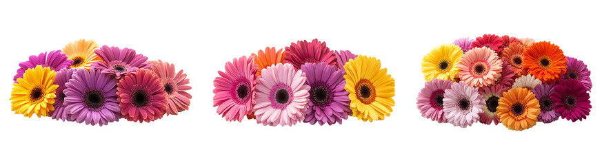 Set, collection of Colorful gerbera flowers isolated on transparent background.