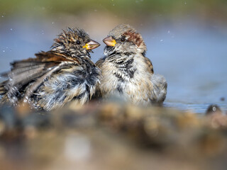 Sparrows bathing in the river on a sunny day