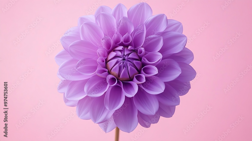 Poster beautiful fresh purple dahlia flower falling in the air isolated on pink background levitation or ze