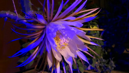 Kakteenblüte bunt belichtet, Königin der Nacht (2)
