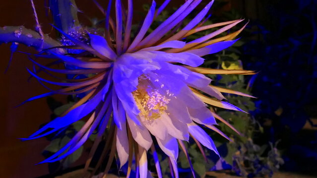 Kakteenbl&uuml;te bunt belichtet, K&ouml;nigin der Nacht (2)