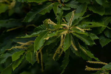 Details of the branches of an edible chestnut during the flowering period. Castanea sativa fruit plant in the green forest