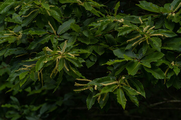 Details of the branches of an edible chestnut during the flowering period. Castanea sativa fruit plant in the green forest