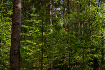Green pine forest with trunk details visible