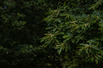 Details of the branches of an edible chestnut during the flowering period. Castanea sativa fruit plant in the green forest