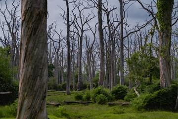 A completely dry forest. Details of the centuries-old tree trunks that have only left leaves due to the passage of time