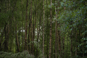 Details of the birch trunk in the forest. Type of tree known as Betula in the summer season