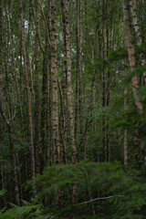 Details of the birch trunk in the forest. Type of tree known as Betula in the summer season