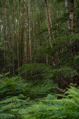 Details of the birch trunk in the forest. Type of tree known as Betula in the summer season