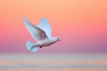 Fototapeta premium White Dove Soaring Through Pastel Sky at Sunset