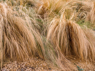 Decorative Carex comans grass