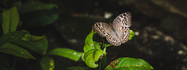 Close up of The grey pansy butterfly is on a leaf, concept of butterfly or insect wallpaper, Pollinate species growth and habitat, pollen feeding, bug habitat, colorful and pretty creature