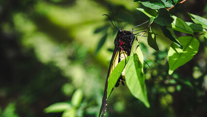 Close up of Common Birdwing Butterfly (Troides helena), concept of butterfly or insect wallpaper, Pollinate species, black and yellow pollen feeding, bug habitat, colorful and pretty creature