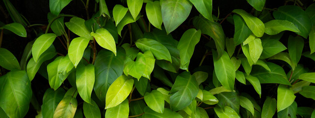 Foliage green wallpaper or background, concept of ecosystem, tropical plant and leaves, greenery textured, rainforest patterned, meditation, calm and relax banner presentation. environmental Earth day