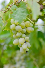 grapes on vine