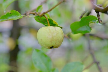 green apple on tree