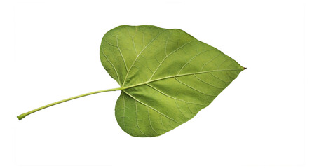 Obraz premium A leaf of the Southern catalpa (Catalpa bignonioides) in the begining of September 