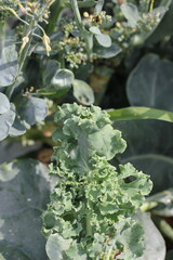 Curly kale growing in the garden.