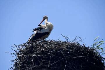 stork's nest
