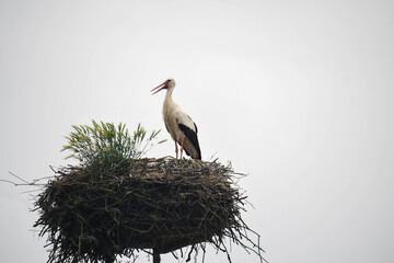 stork's nest