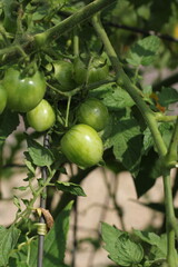 Green tomato growing on the vine.