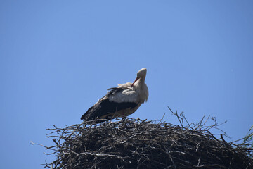 stork's nest