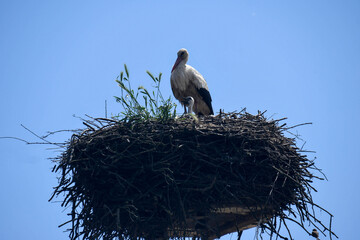 stork's nest