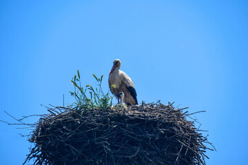 stork's nest