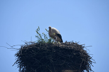 stork's nest