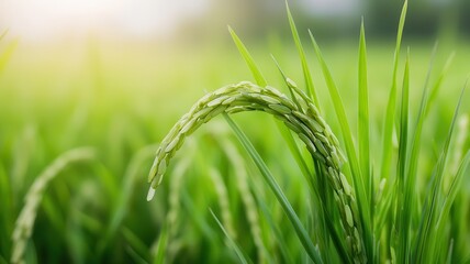 Organic rice growing in pesticide-free fields, symbolizing sustainability and health-conscious farming rice industry, organic farming practices