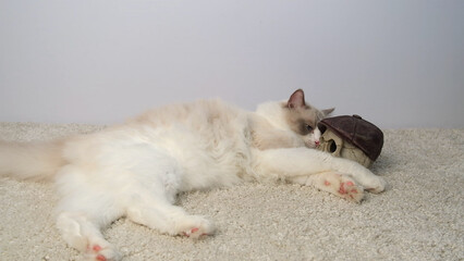 White cat and human skull in a cap.
