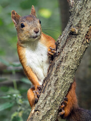 Red squirrel watching out the surroundings