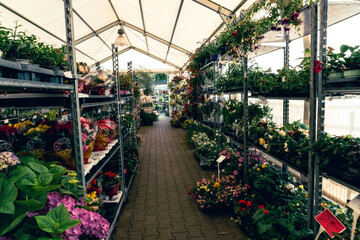 Shelves with flowers are neatly arranged on tiers in the greenhouse, creating an organized and picturesque scene