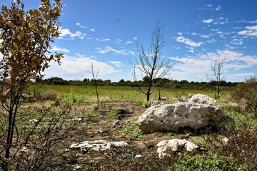 Alberi bruciati del caldo